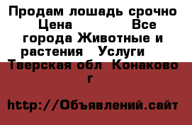 Продам лошадь срочно › Цена ­ 30 000 - Все города Животные и растения » Услуги   . Тверская обл.,Конаково г.